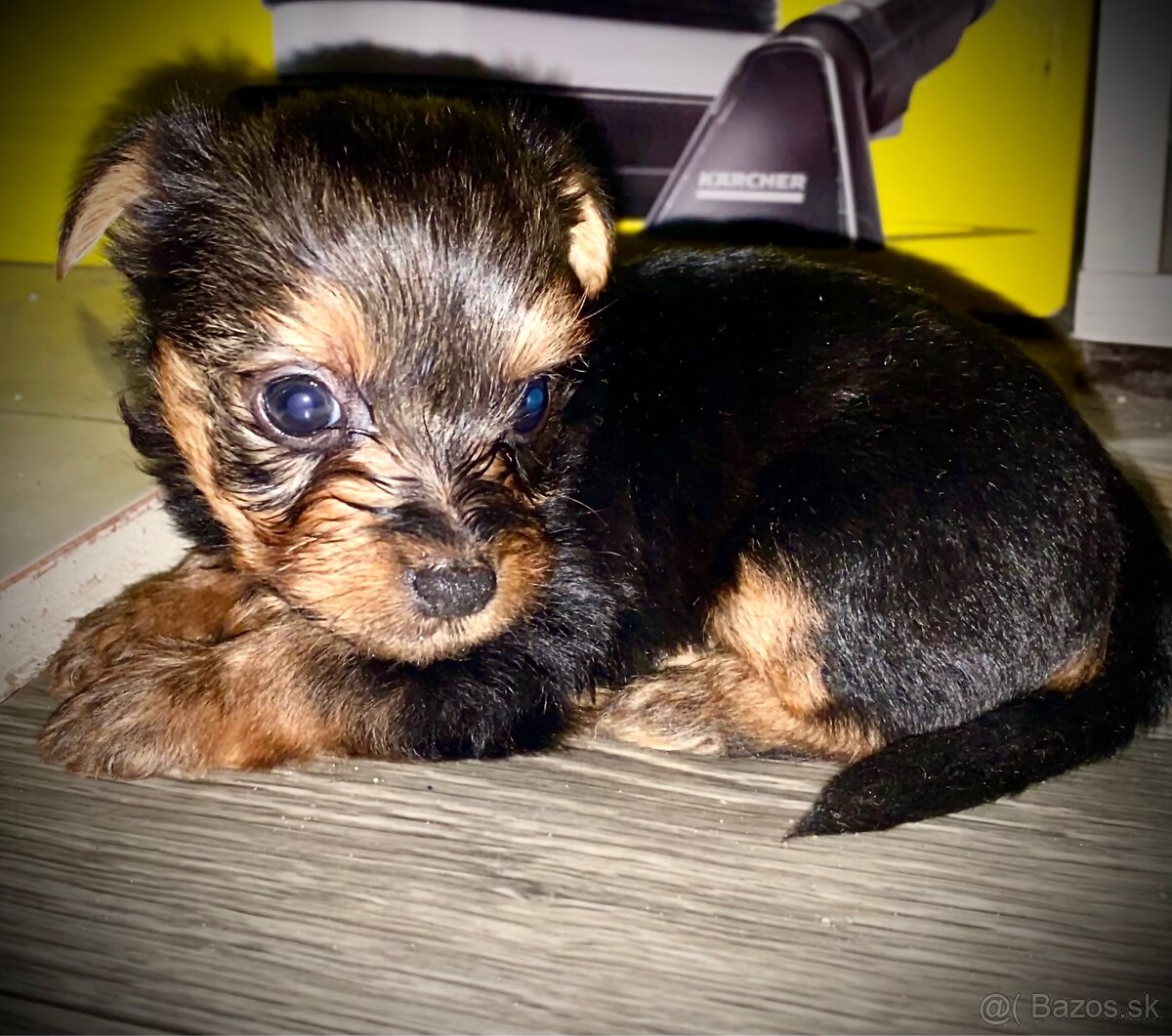 Mini Yorkshire terrier - 3