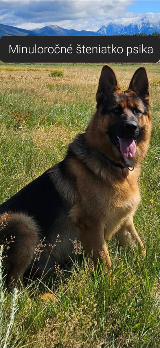 Nemecký ovčiak - 3