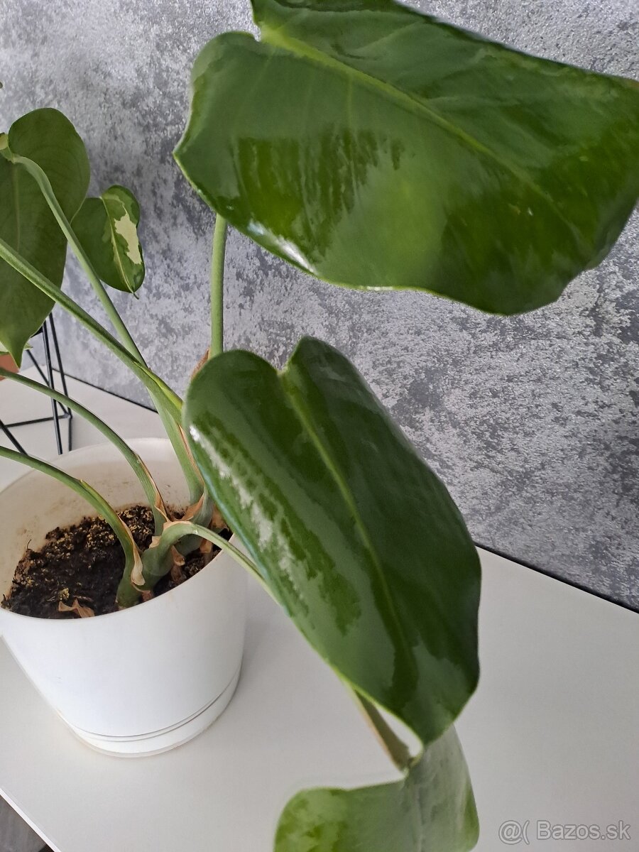 Monstera kvet cca 30-40cm - 3