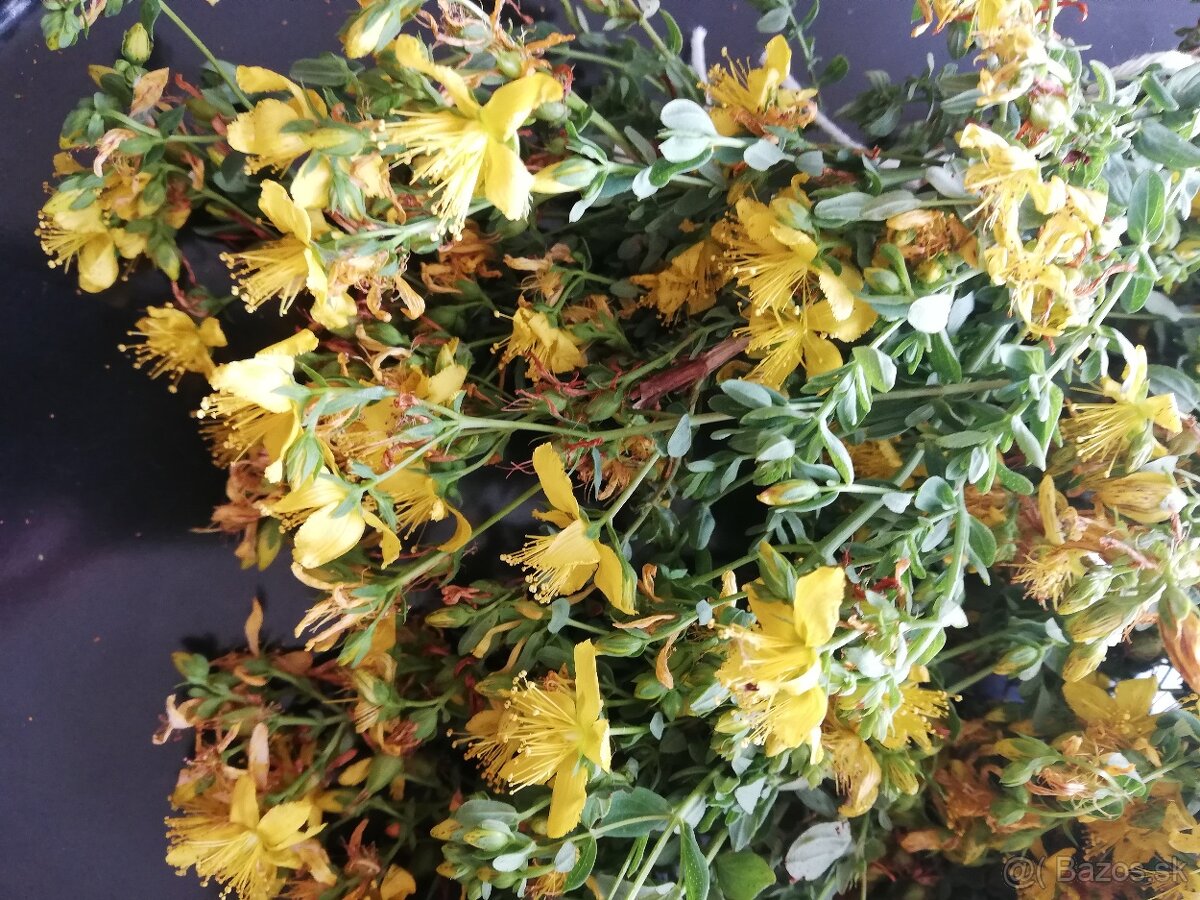 Predám sušené bylinky - 3