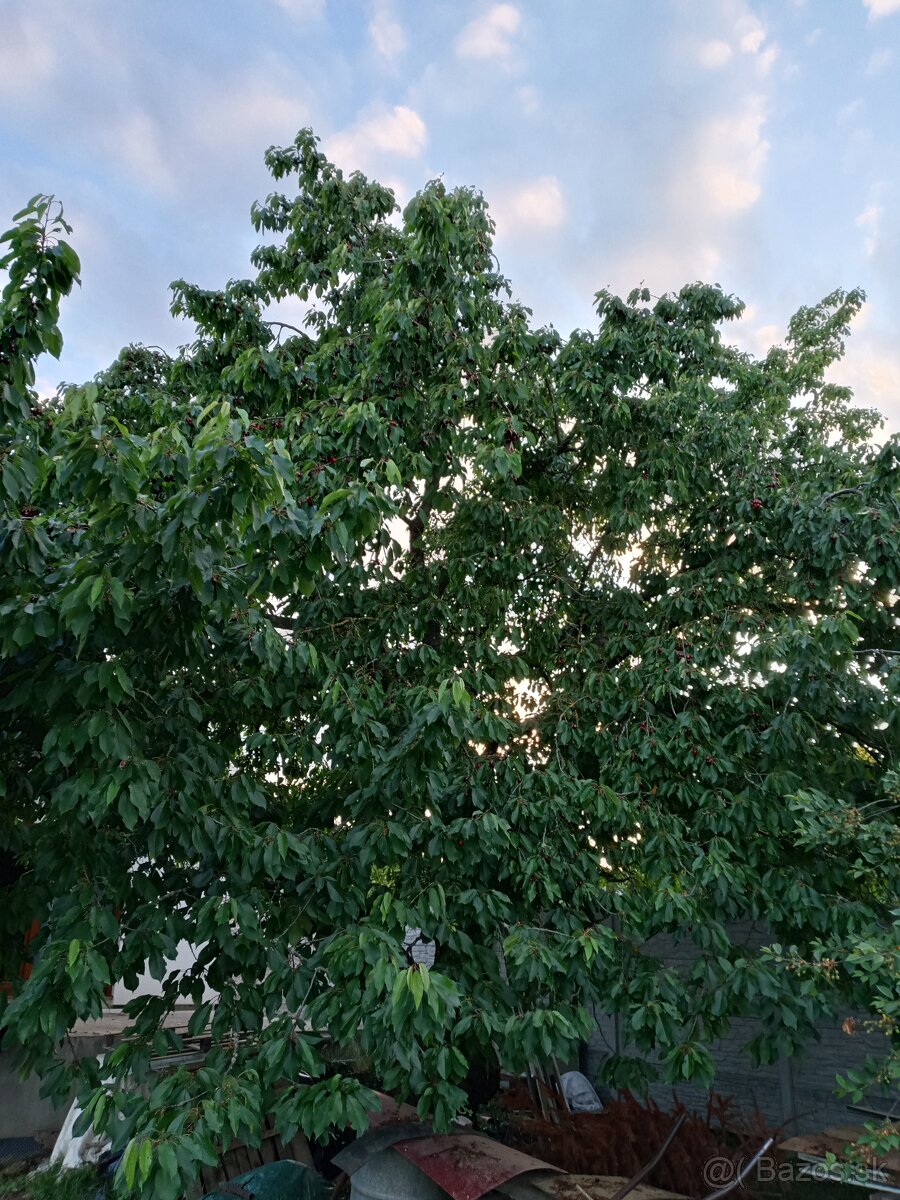 Samozber čerešní - 3