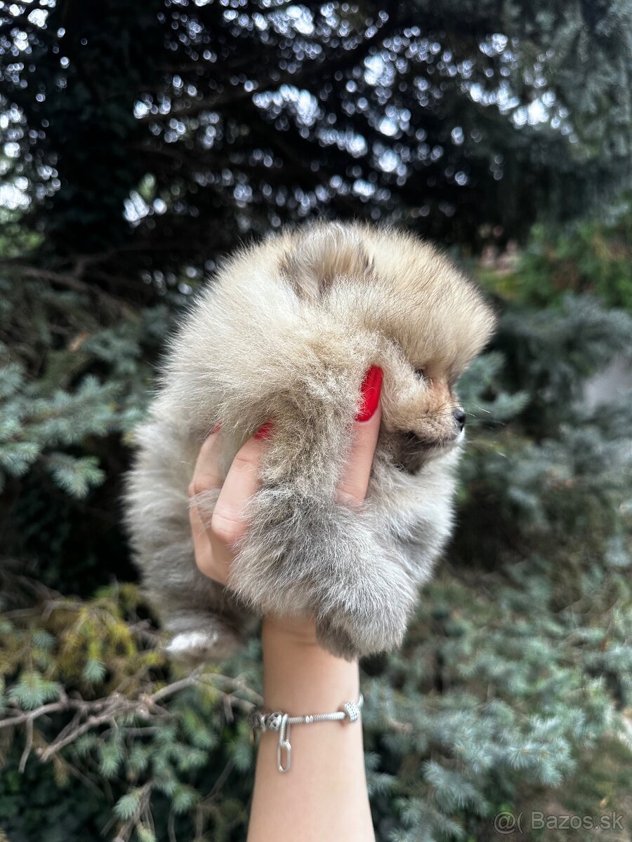 Pomeranian Boo-šteniatká na predaj - 3