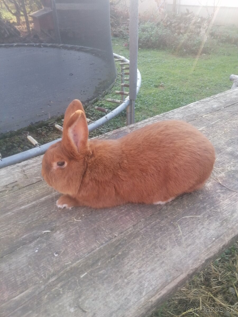 Novozelandsky červený - 3