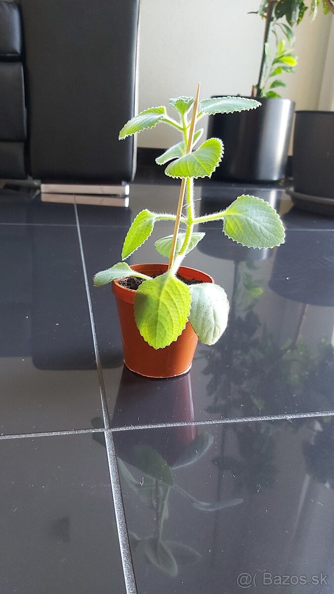 Nádchovník rýmovník (Plectranthus) - 3