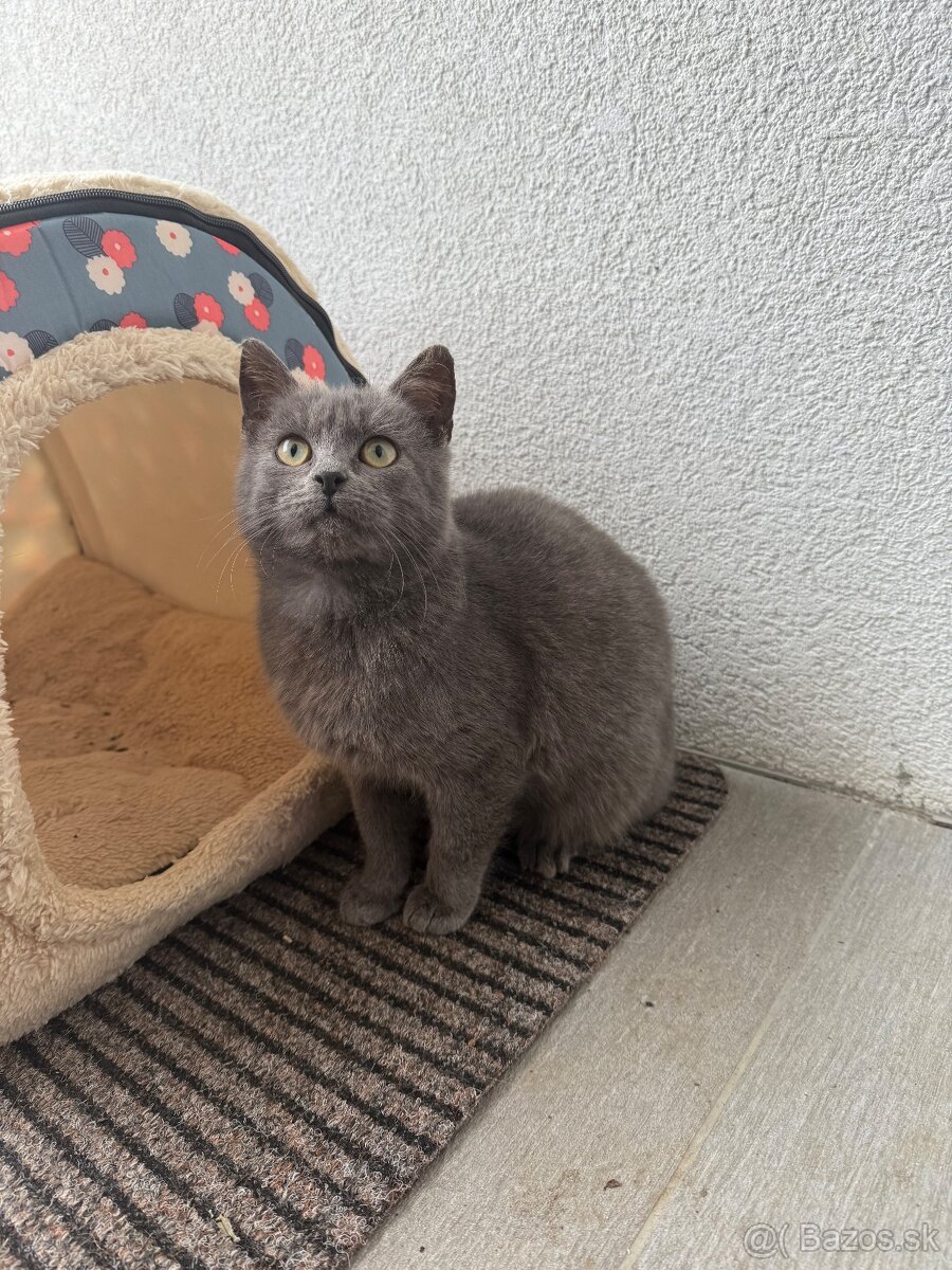 Darujem Mačičku - 3