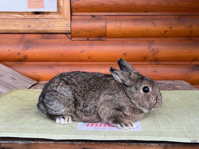 Zdrobneny divosfarbeny - 3