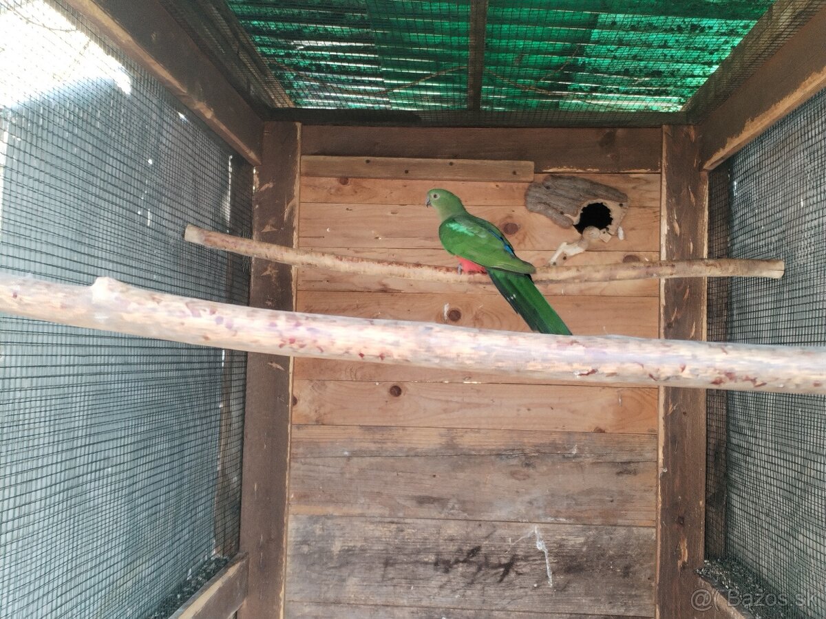 Papagáj kráľovský - 3