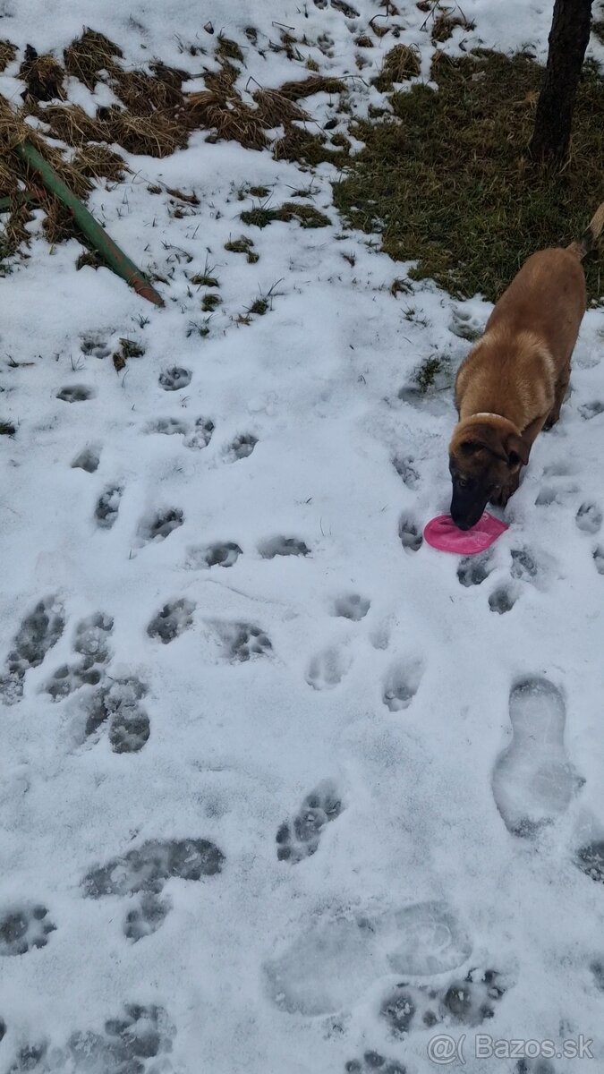 Belgický ovčiak - 3