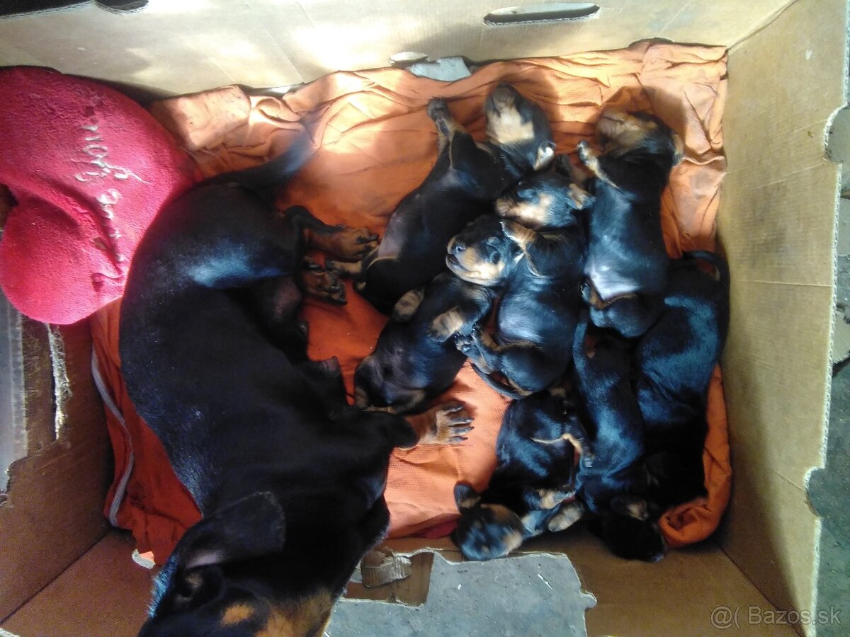 Jazvečík krátkosrsty,trpaslíči - 3