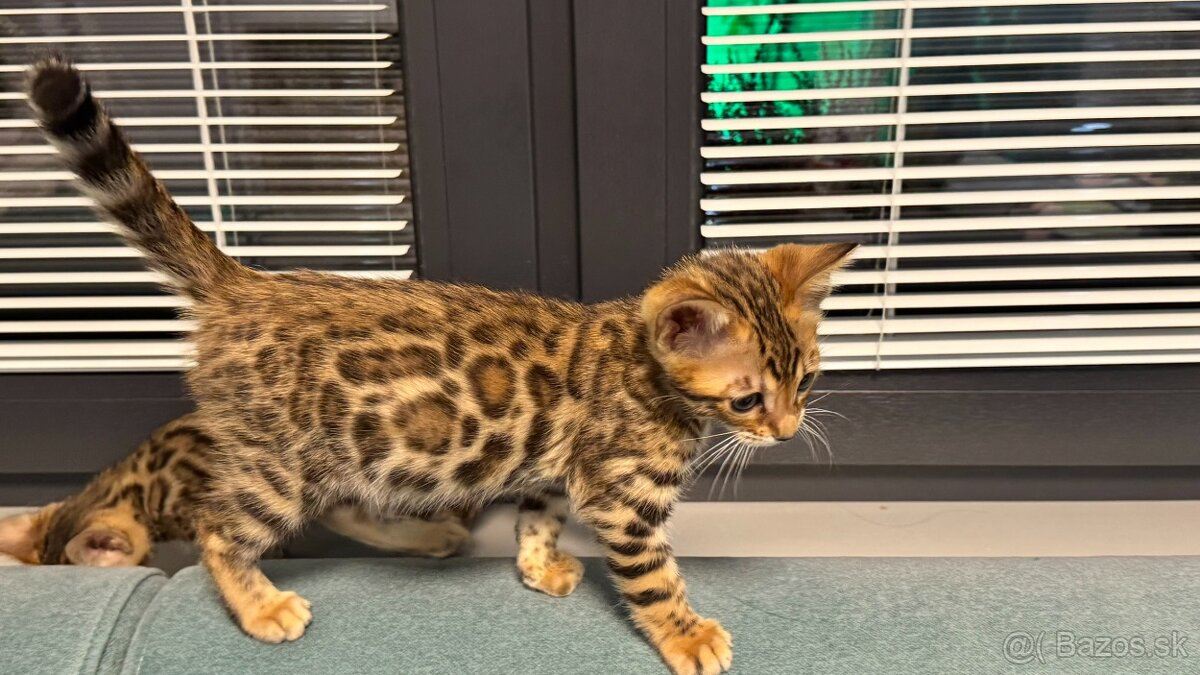Bengalska mačka s rodokmeňom, Bengal Cat - 3