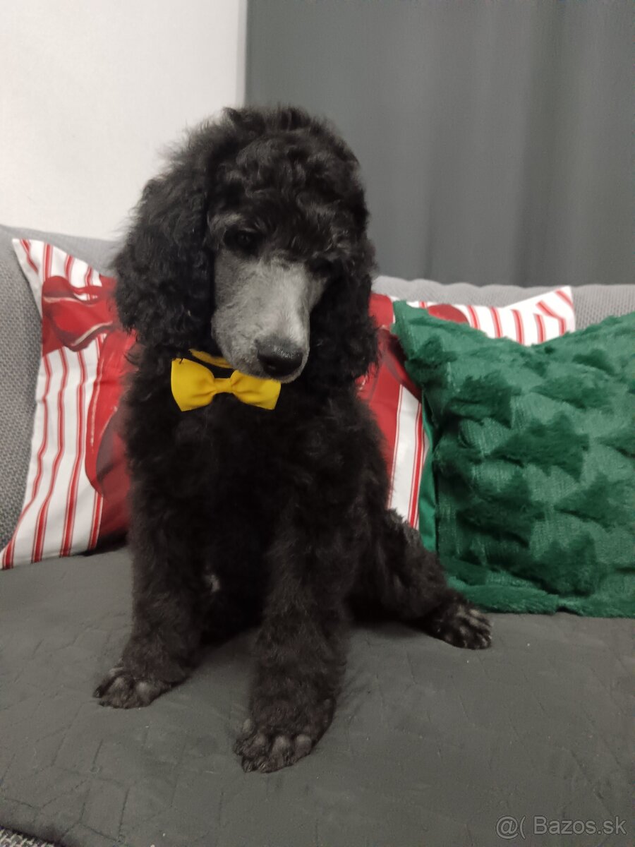 Pudel veľký (kráľovský) - 3