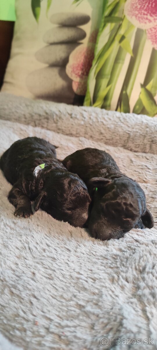 Pudlík trpaslíčí strieborný - 3