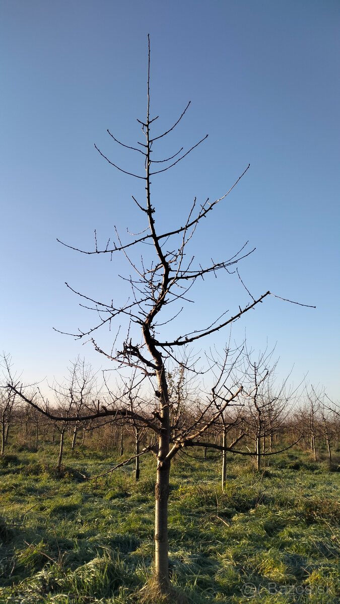 Strihanie ovocných stromov - 3