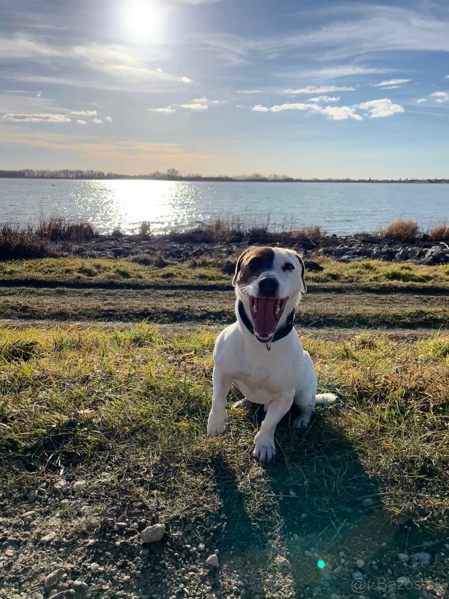 Jack Russell teriér krytie - 3