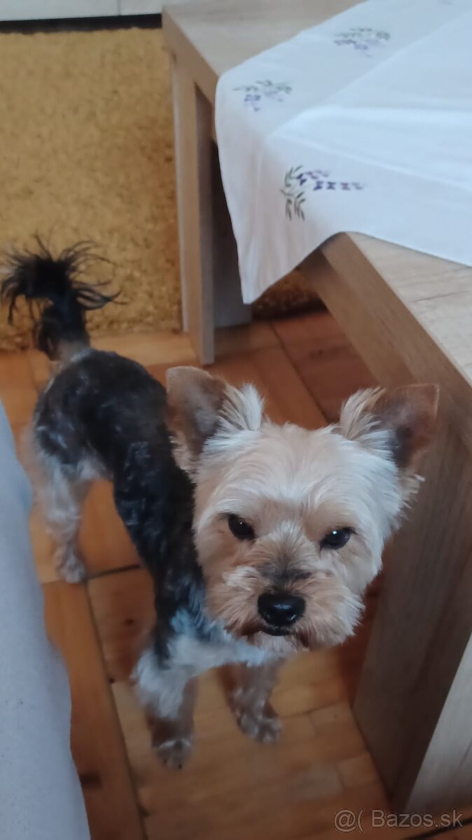 Yorkshire na krytie - 3