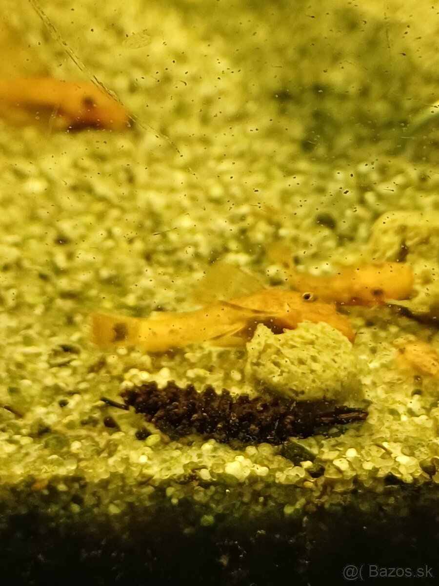 Prisavnik super red - 3