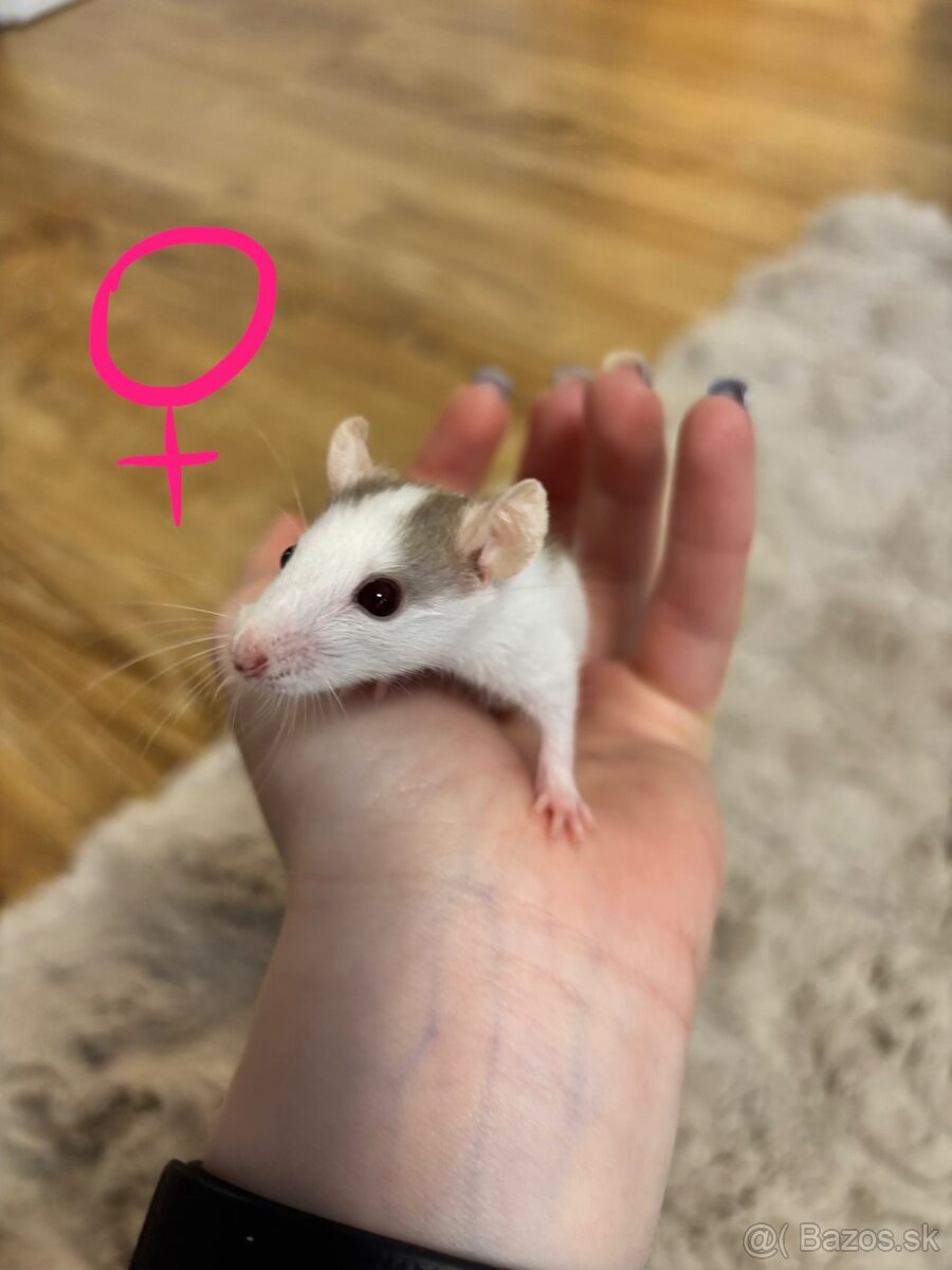 Darujem mláďatá potkanov do dobrých rúk - 3