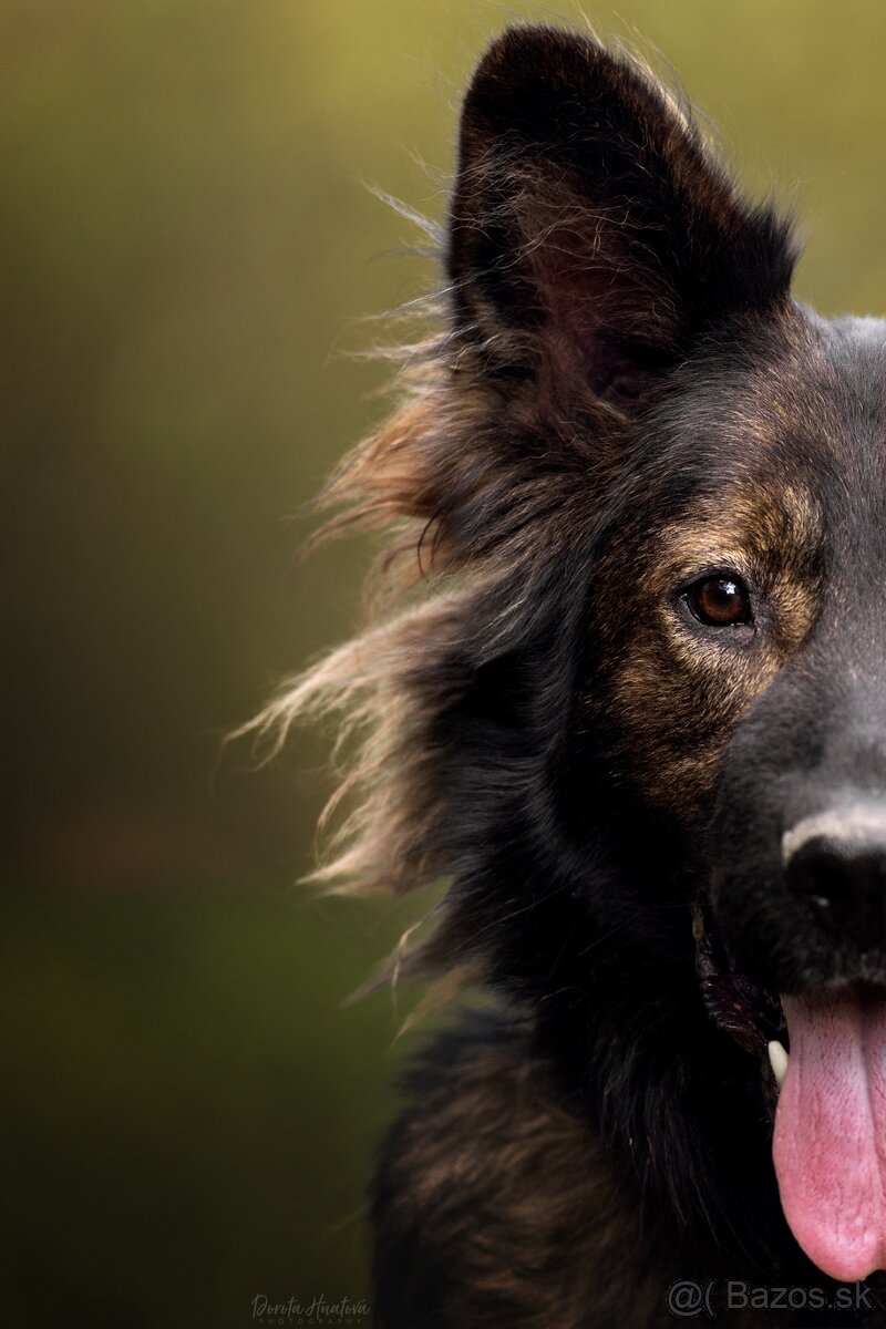 Darujem nádherného psa Ramiho - nemecký ovčiak bez PP - 3