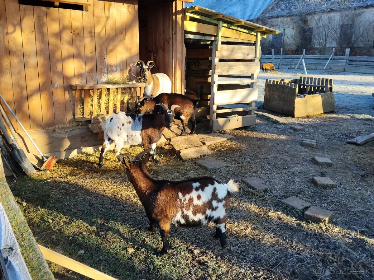 HOLANDSKE MINIKOZICKY - 3