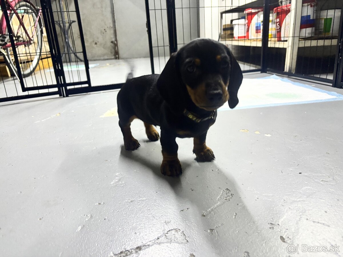 Jazvečík kratkosrstý - 3