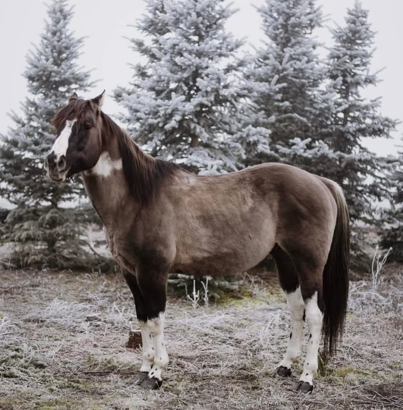 Apha žrebec pripuštanie - 3