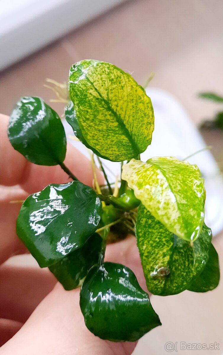 Anubias barteri, pinto, petit - 3