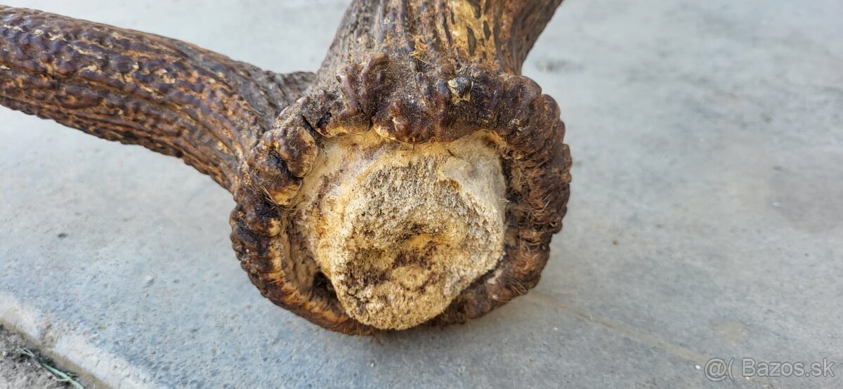 zhod,zhody,parohy,parozie,paroh - 3