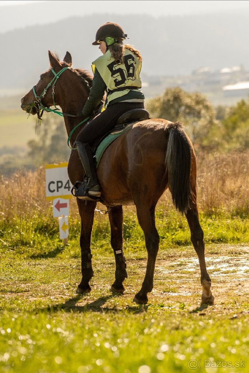 Všestranný valach Shagya arab - 3