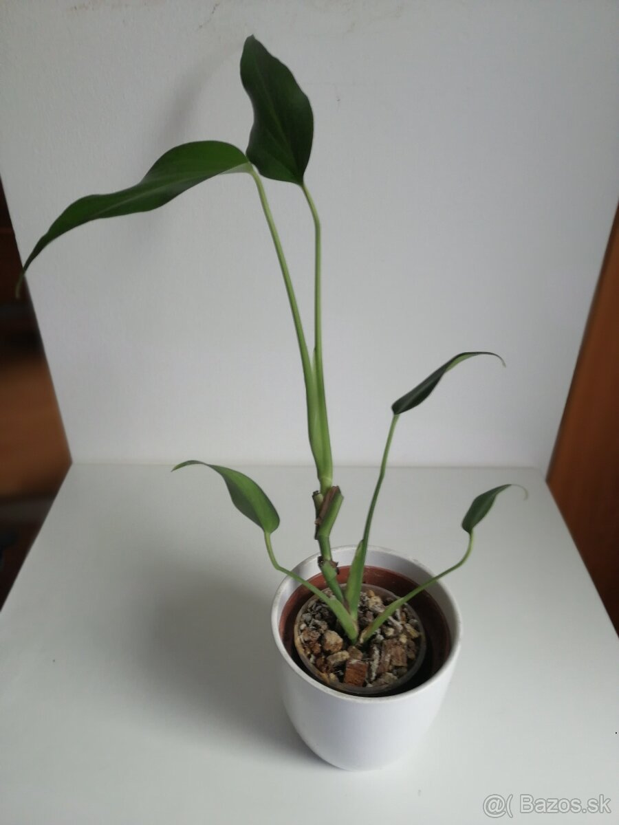 Monstera Adansonii, krasna rastlinka. - 3