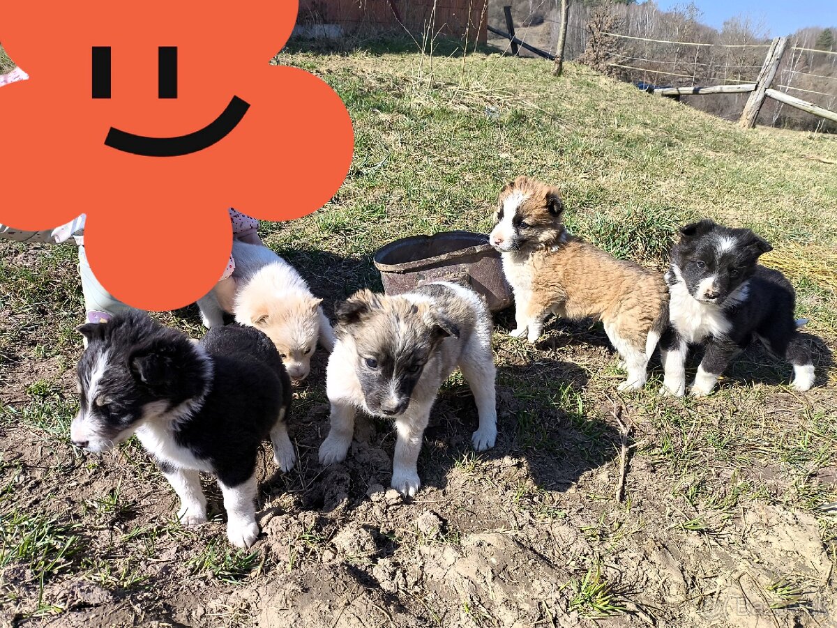 Darujem šteniatka - 3