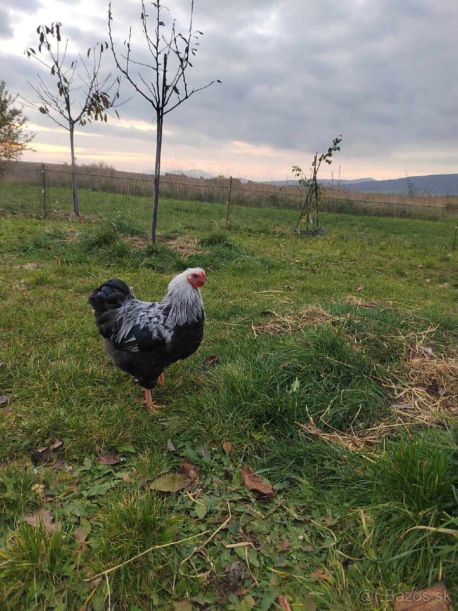 Kohút - wyandotka strieborná zdrobnelá - 3