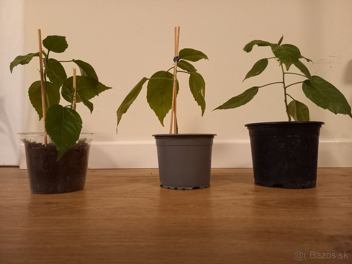 Čínska ruža červenokvetá - 3