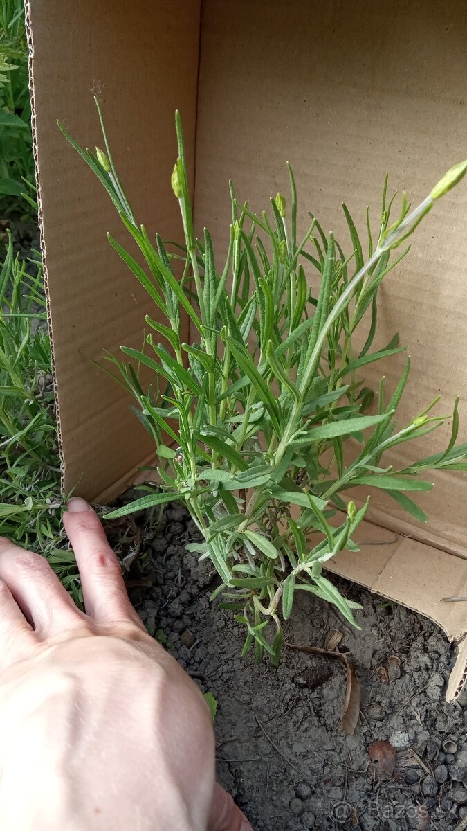 Levanduľa lekárska - sadenice - 3