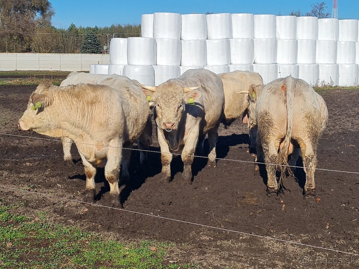 Plemenný býk Charolais - 3