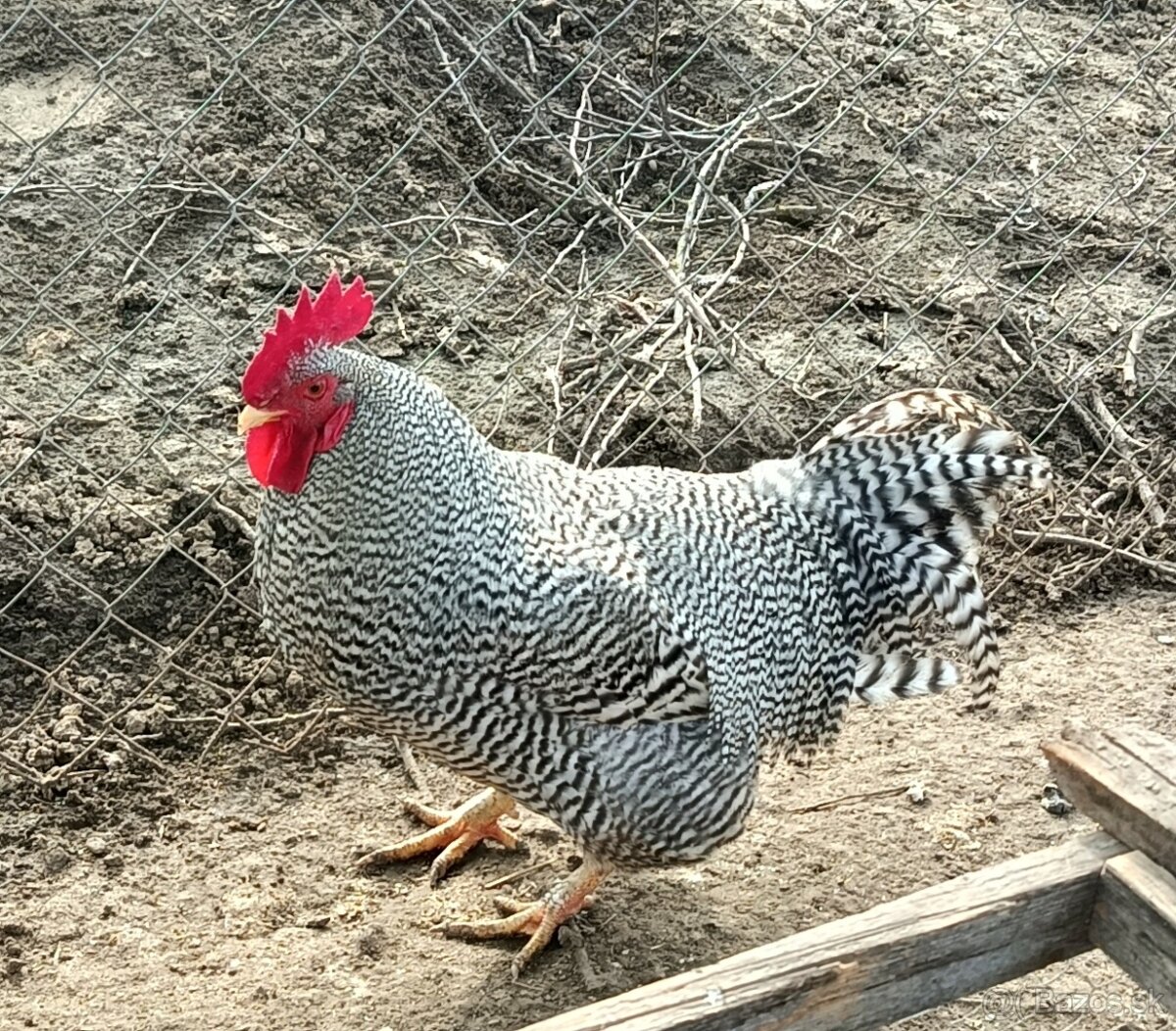 Kohút 🐓 - 3