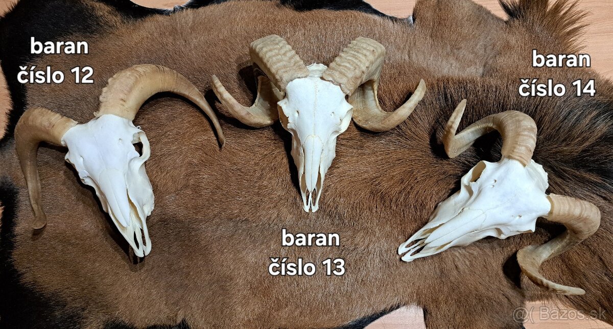 Trofeje, baran - 3