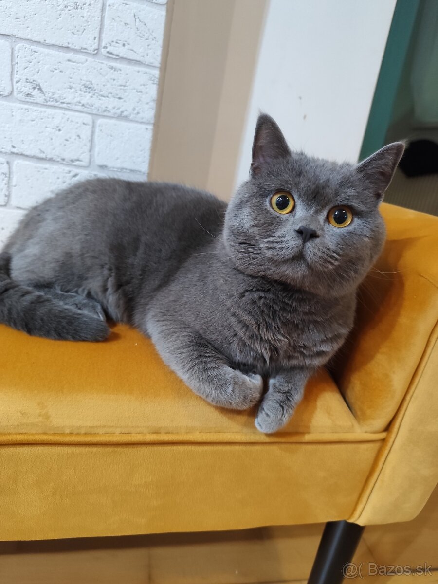 Britský kocúr na krytie - 3