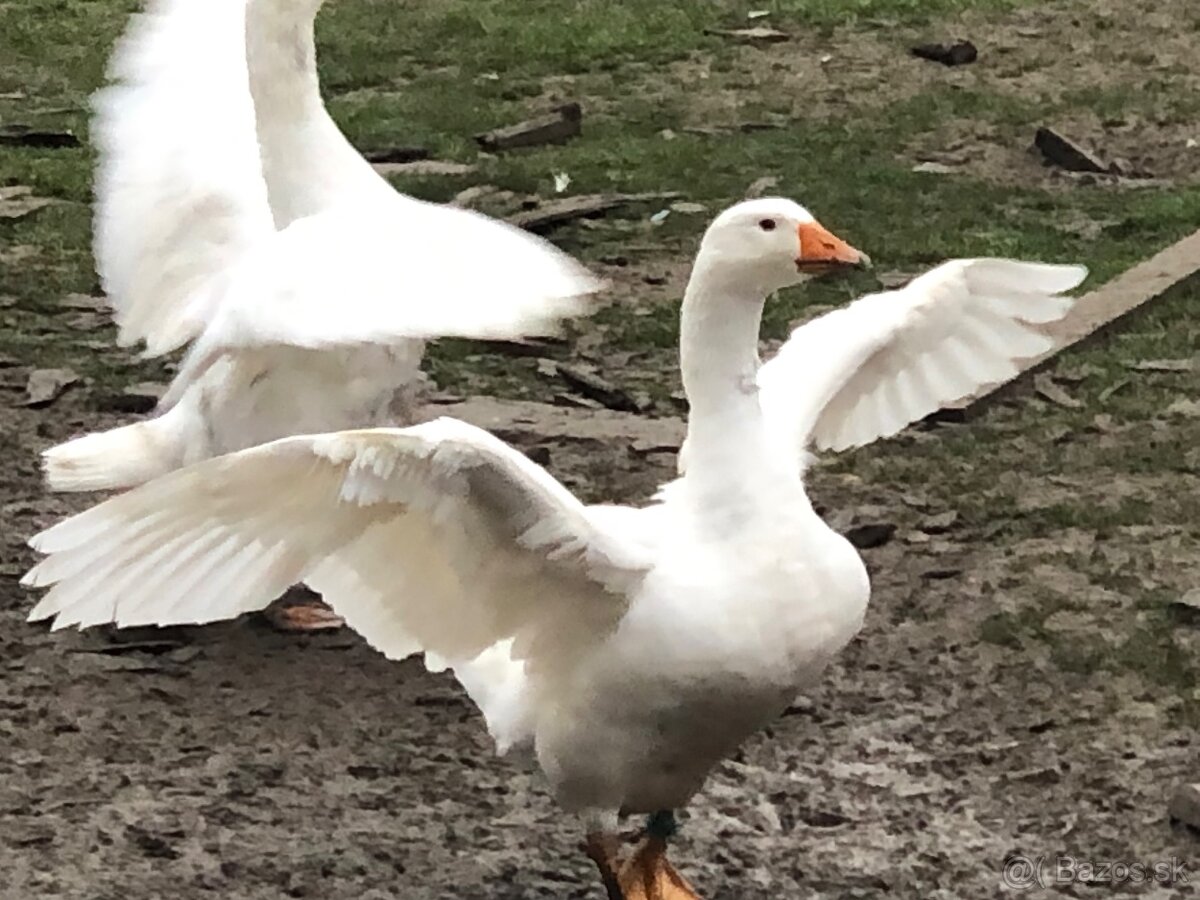 Slovenská biela hus- samec - 3