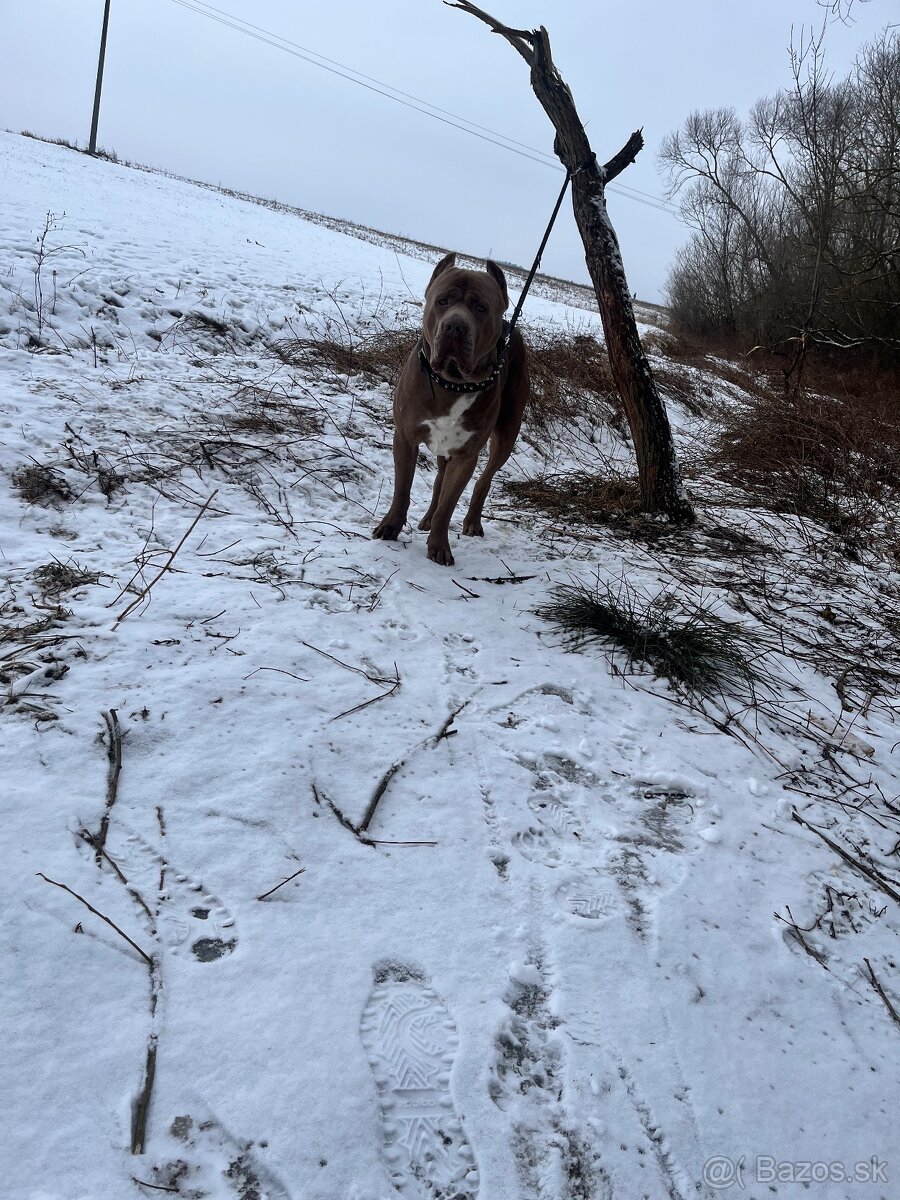 Dám na krytie Bandoga - 3