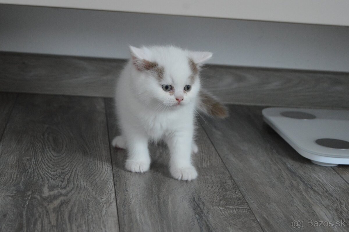 Britský kocúrik s PP - 3