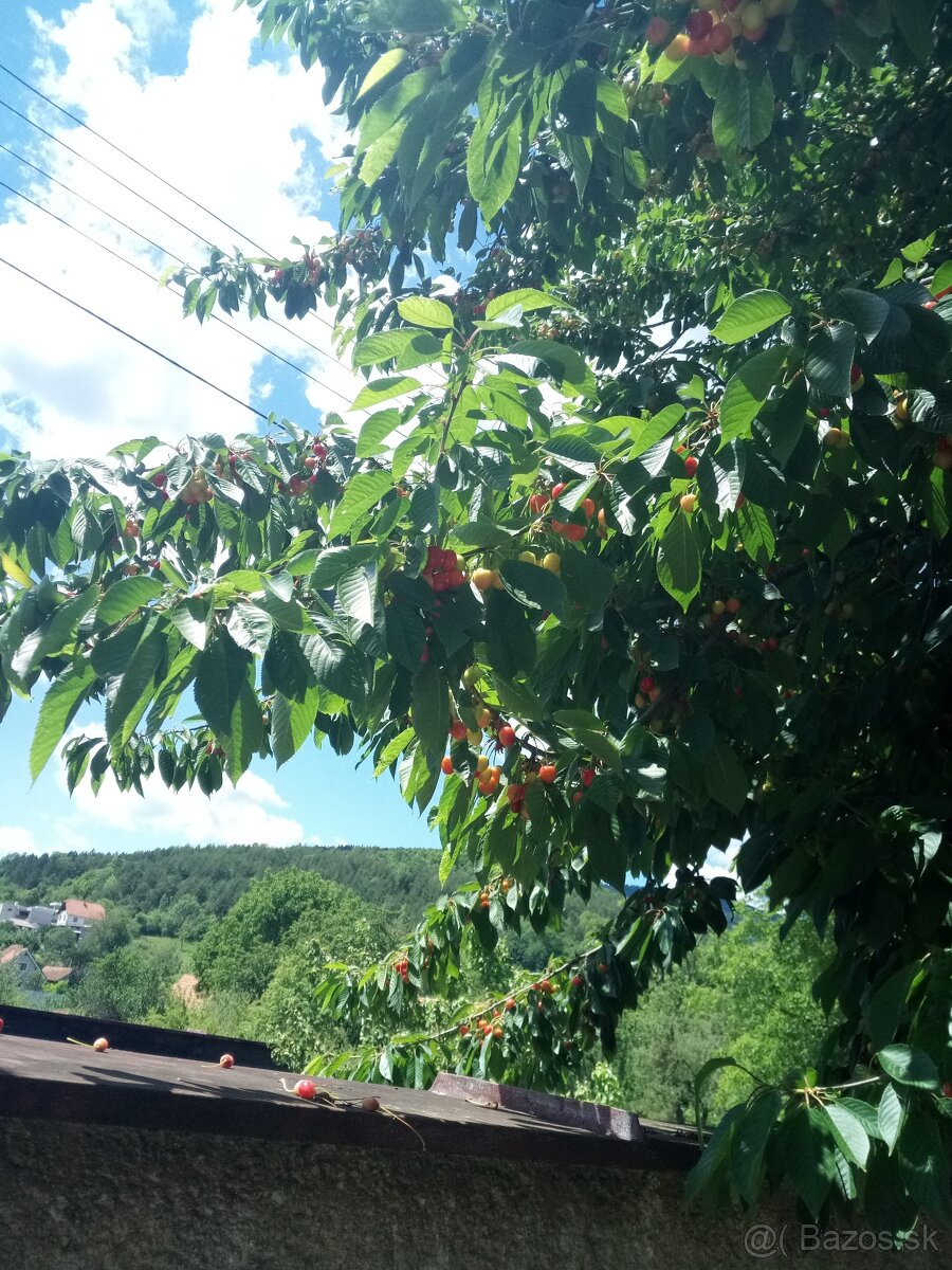 Čerešne - 3