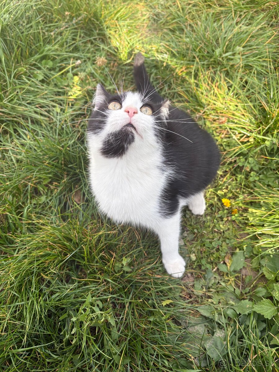 Mačičky do dobrých rúk - 3