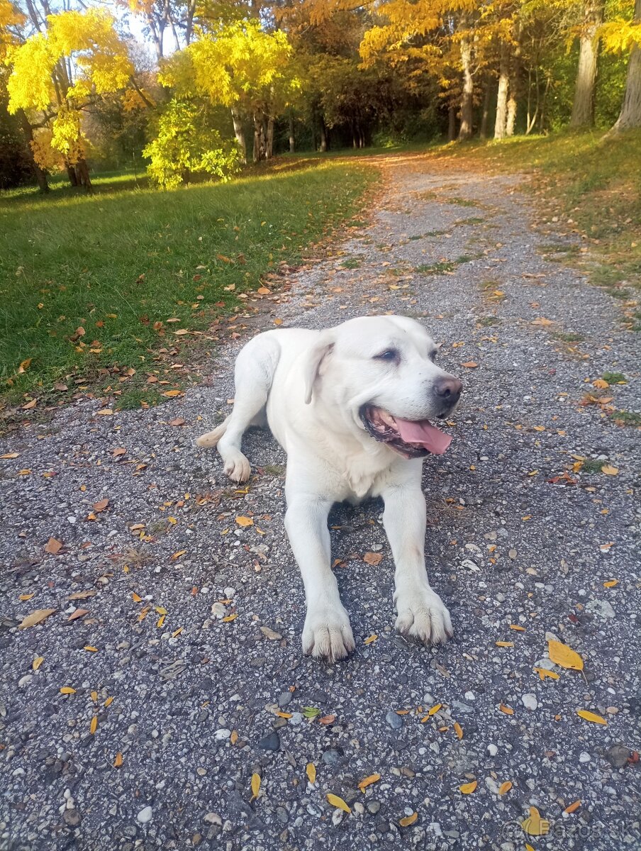 Labrador- krytie - 3