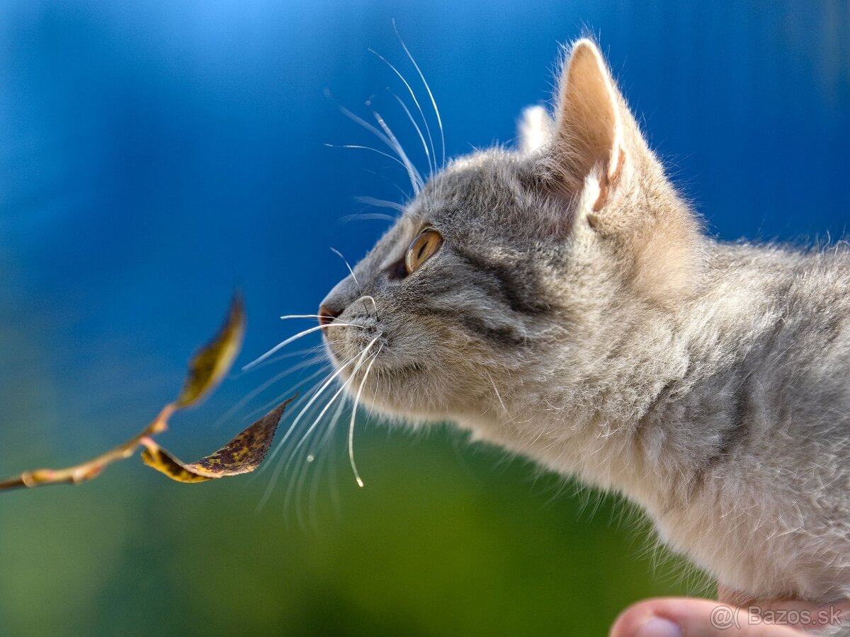 Darujem mačiatka z ulice - čierne, sivé, whiskas - 3
