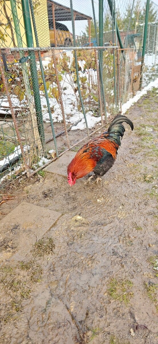 Maranská medenokrká- kohút - 3
