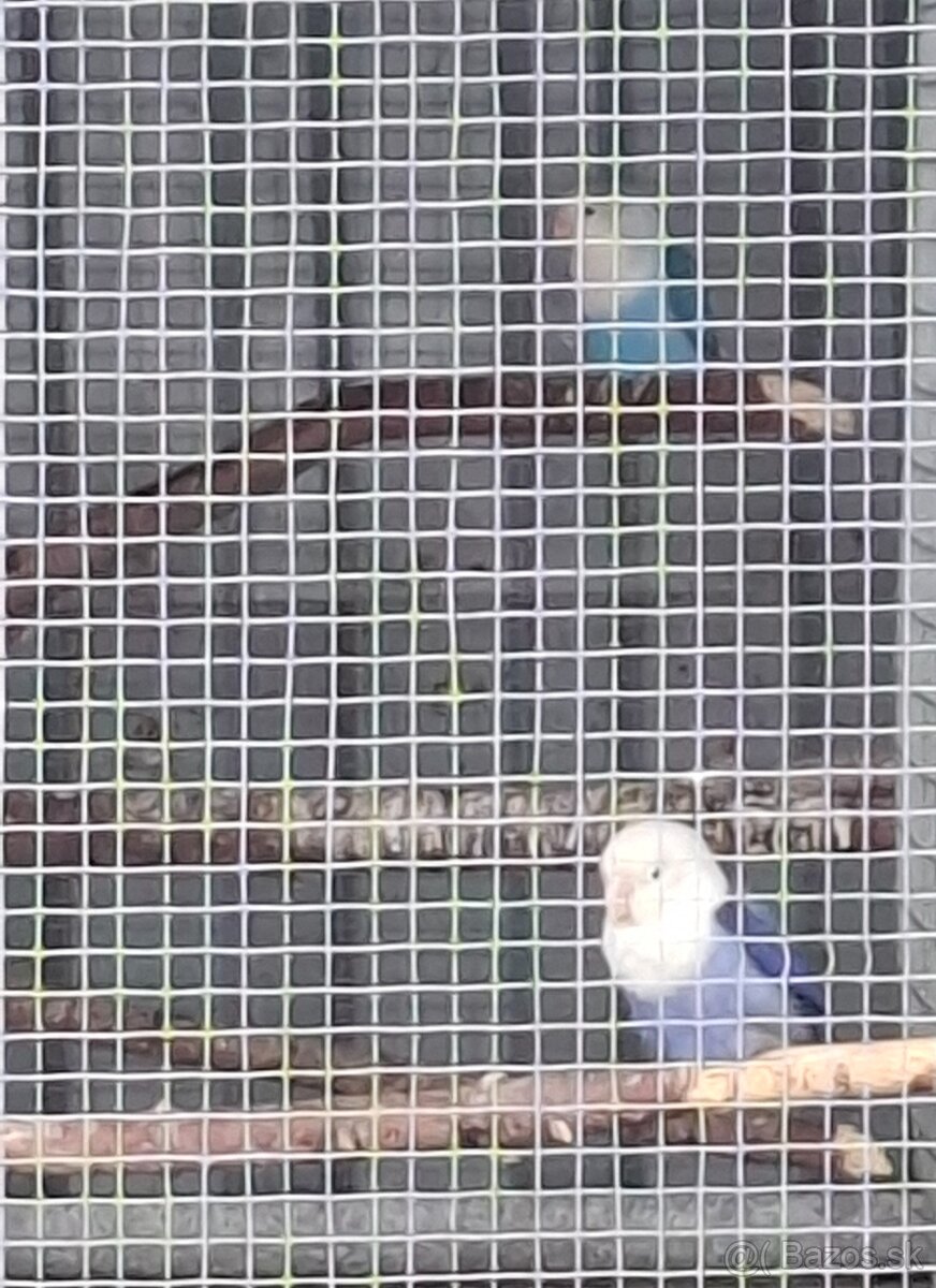 Agapornis fischer - 3