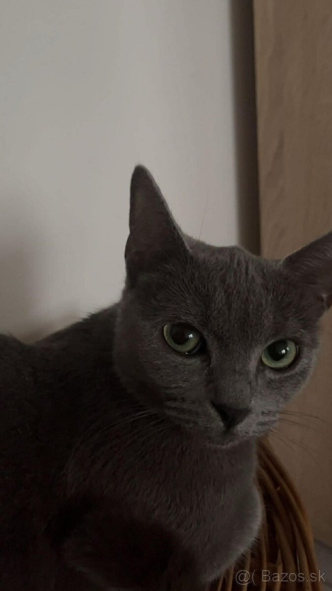 Darujem ruskú modrú mačku do dobrých rúk - 3