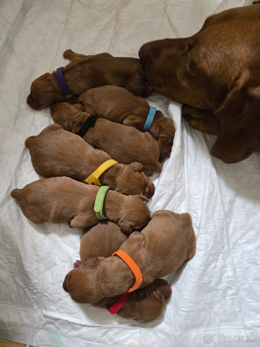 Maďarská vyžla - 3