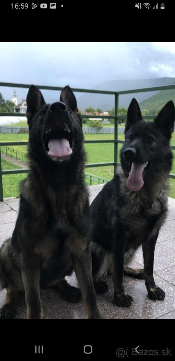 Šteniatka- nemecký ovčiak - 3