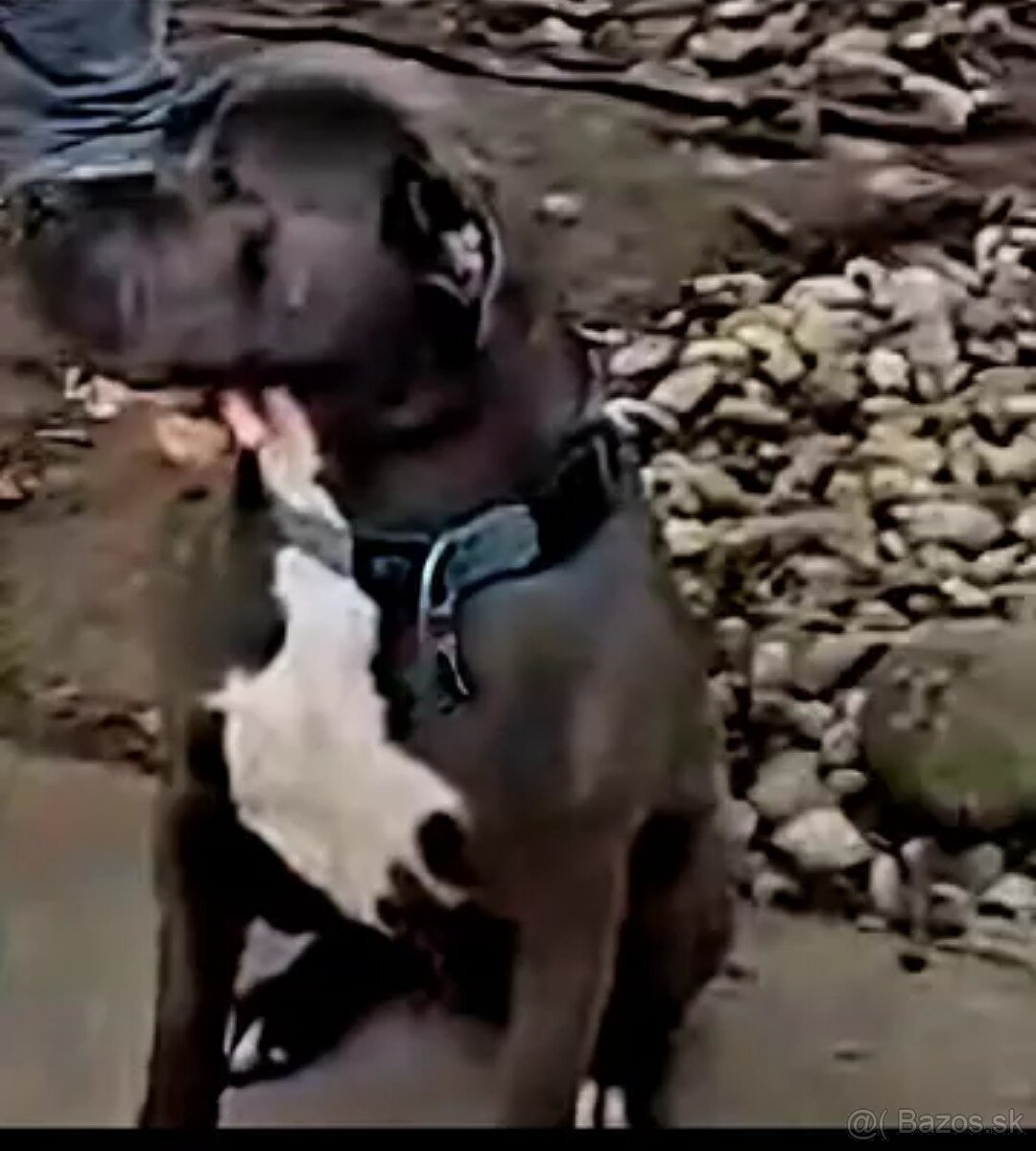 Americky modry stafford - 3